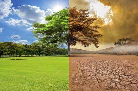 Efectos del cambio climático